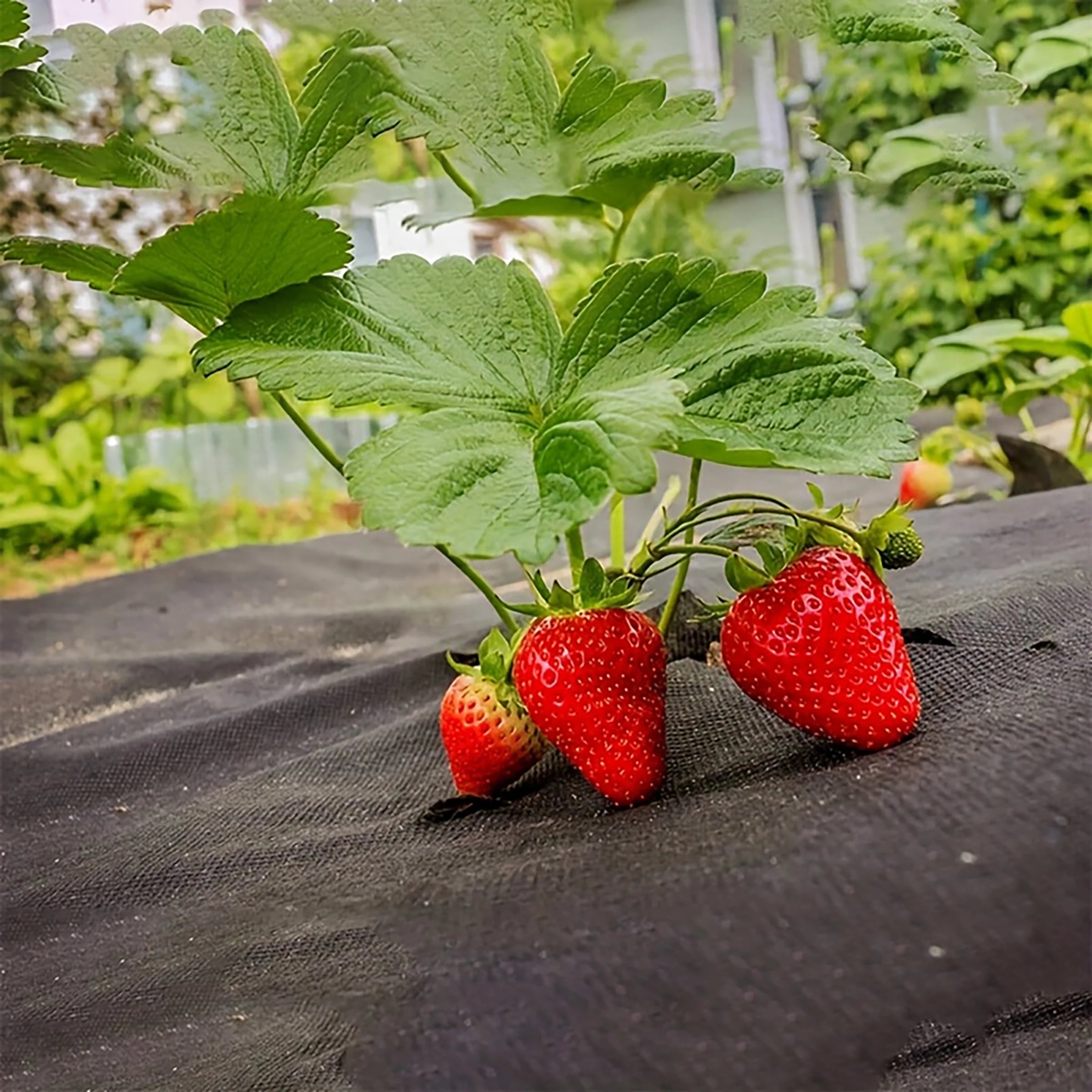 Open hole weed proof cloth -1x10 meters+10 U-shaped ground nails,